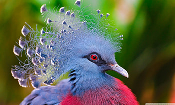 Victoria Crowned Pigeon, blue, goura victoria, feather, bird, red eye, pasare, fan HD wallpaper