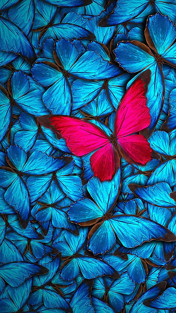 Red Butterfly, Blue HD phone wallpaper