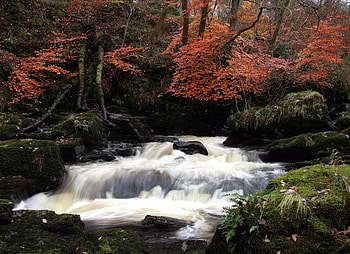Autumn Forest, river, creek, trees, waterfall, autumn, forest, stream HD wallpaper