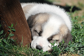 Animals, Grass, Muzzle, Sweetheart, Nice, Puppy, Sleep, Dream HD wallpaper