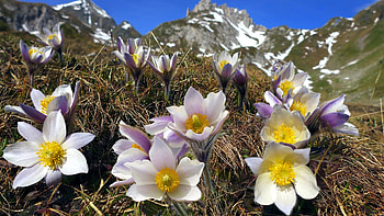 Mountain Wildflowers, landscape, sky, flowers, blossoms, rocks HD wallpaper