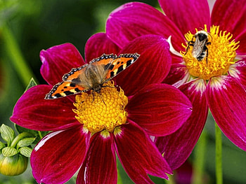 Butterfly in flowers, nature, flowers, butterfly, petals HD wallpaper