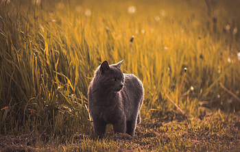 Animals, Grass, Cat, Pet, Grey, Russian Blue HD wallpaper