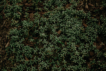 Nature, Grass, Plant, Foliage HD wallpaper