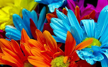 Flowers, water drops, nature, color, flower HD wallpaper