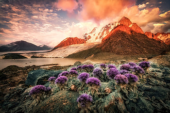 Little flowers near mountain, Flowers, Pond, Mountains, Shore HD wallpaper