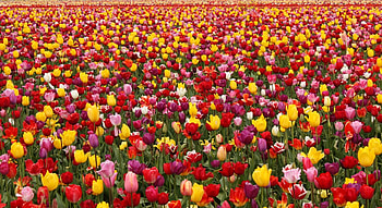 Flowers, Tulips, Field, Lot, Spring, Different HD wallpaper