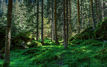 Panoramic forest vistas, Majestic towering trees, Nature's breathtaking beauty, Peaceful tranquility HD wallpaper