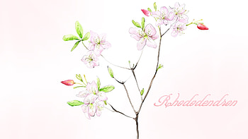 Rhododendron, painted, firefox persona, bush, spring, summer, abstact, pink, flower, blossoms, blooms HD wallpaper