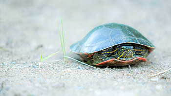 Vibrant turtle, Captivating , Hot , Mobile masterpiece HD wallpaper