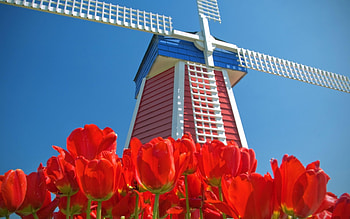 Plants, Landscape, Flowers, Tulips HD wallpaper