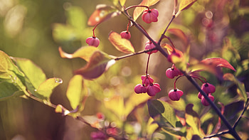 Plants, Flowers HD wallpaper