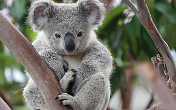 Koala characteristics, Australian wildlife, Unique representatives, Living world wonders HD wallpaper