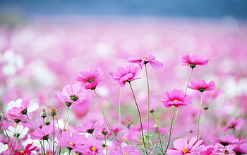 Plants, Flowers, Violet HD wallpaper