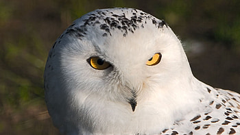 Animals, Owl, Bird, Predator, Sight, Opinion HD wallpaper