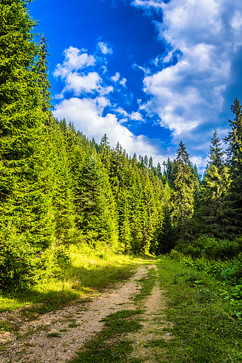 Nature, Sky, Road, Forest, Path HD phone wallpaper