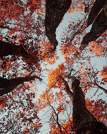 Nature, Trees, Sky, Autumn HD phone wallpaper