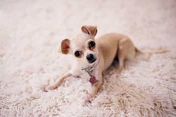 A cute Chihuahua puppy lying on a soft, white, fluffy carpet, looking at the camera. HD wallpaper