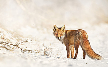 Animals, Winter, Snow, Fox, Branches, Stroll, Look Around, Look Back HD wallpaper