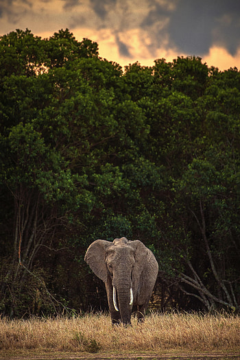 Animals, Trees, Safari, Animal, Elephant HD phone wallpaper