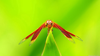 Plant, Macro, Insect, Dragonfly HD wallpaper