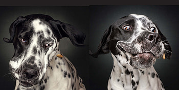 Funny faces, dog, animal, white, black, food, christian vieler, face, funny, caine HD wallpaper