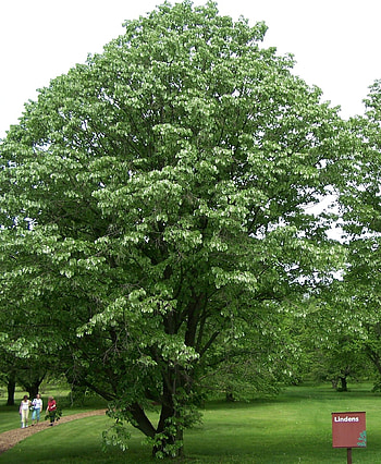 Linden Tree, grow linden, growing, caring HD phone wallpaper