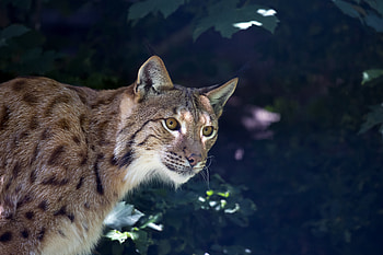 Animals, Iris, Muzzle, Predator, Wild Cat, Wildcat HD wallpaper