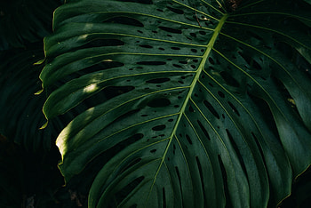 Flowers, Plant, Surface, Sheet, Leaf HD wallpaper