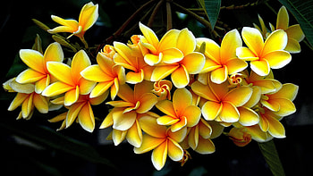 Yellow plumerias, Frangipani, Nature, Petals, Tree HD wallpaper