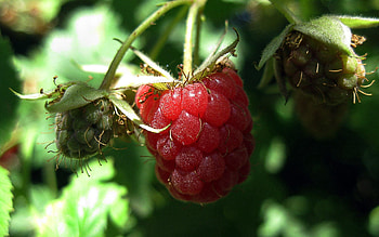 Leaves, Raspberry, Macro, Branch, Berry, Ripe HD wallpaper