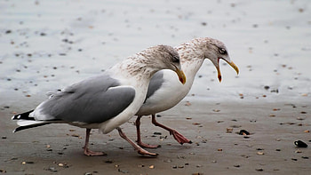 Animal , Seagull , Mesmerizing visuals, Nature's grace HD wallpaper