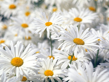 Plants, Flowers, Camomile HD wallpaper