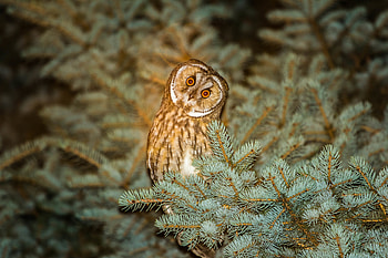 Animals, Night, Owl, Fir, Spruce, Predator HD wallpaper