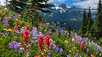 Idaho Mountain Flowers, wildflowers, clouds, landscape, trees, sky, mountains, usa HD wallpaper