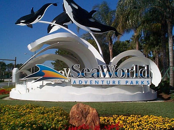 Sea World, dolphins, abstract HD wallpaper