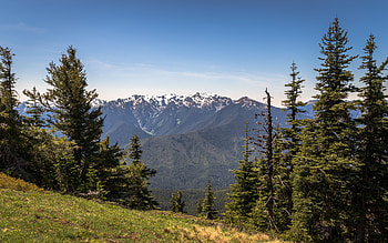 Nature, Grass, Mountains, Snow, Spruce, Fir, Snow Covered, Snowbound, Slope HD wallpaper