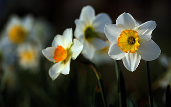 Daffodil collection, Nature's beauty, Flower power, Enchanting visuals HD wallpaper