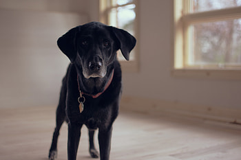 Animals, Dog, Muzzle, Labrador, Collar HD wallpaper