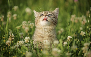 Animals, Flowers, Grass, Kitty, Kitten HD wallpaper