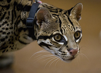 Ocelot, Conservation strategy, Ecological fairy tale, Preserving biodiversity HD wallpaper