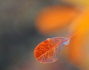 Background, Macro, Sheet, Leaf, Cobweb, Gossamer HD wallpaper