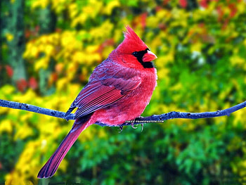 colorful birds, colorful, nature, birds, red HD wallpaper