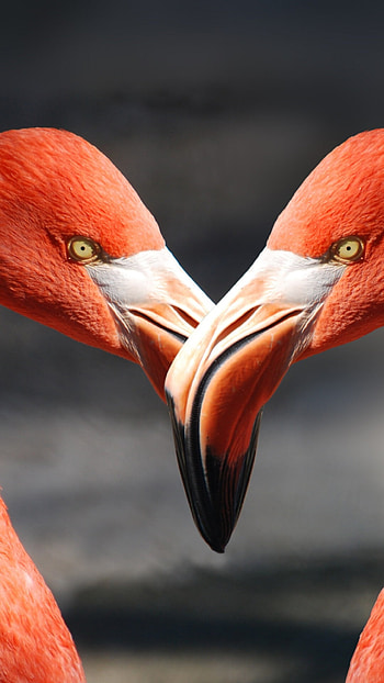 Flamingo , resolution, Stunning birds, Vibrant colors HD phone wallpaper