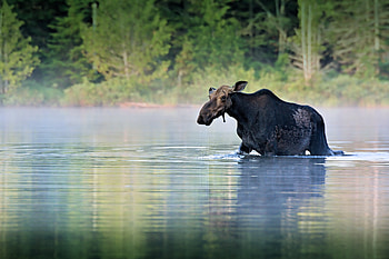 Animals, Water, Rivers, Stroll, American Moose, Moose HD wallpaper
