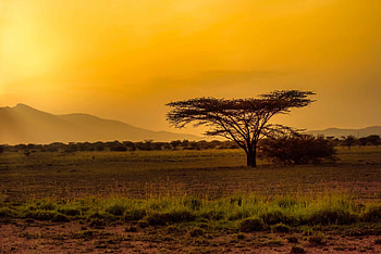 Nature, Grass, Desert, Wood, Tree HD wallpaper