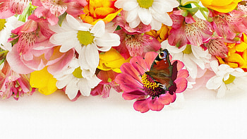 Lilies Snaprdragons Plus, colorful, daisiy, firefox persona, colors, lily, summer, snapdragons, butterfly, flowers, gerbera, lilies HD wallpaper