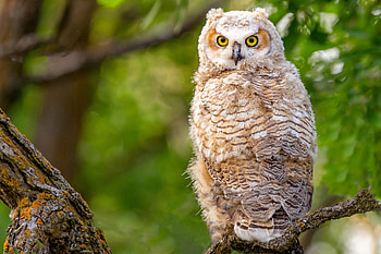 Owl, bufnita, bird, pasari, green HD wallpaper