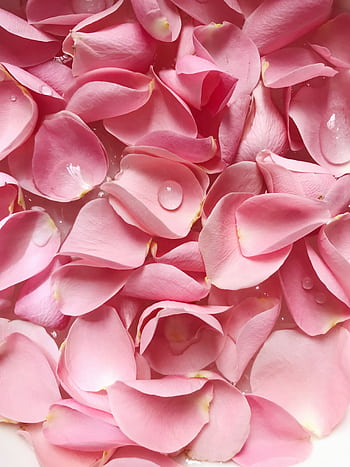 Gentle pink rose petals with dew drops create a romantic and fresh floral background. HD phone wallpaper