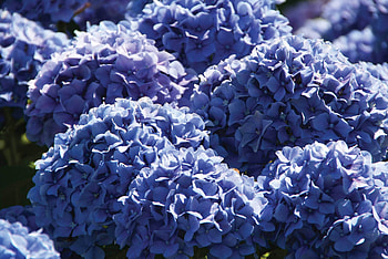 Hydrangea , Botanical beauty, Floral paradise, Nature's delight HD wallpaper